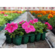 Удобрение ICL Osmocote Bloom 12-7-18 (2-3М)